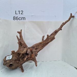 Corbo Catfish Root L12