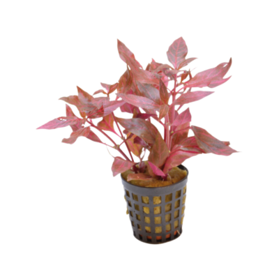 Alternanthera cardinalis variegata – Potted