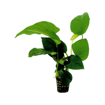 Anubias barteri – Potted