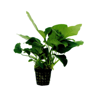 Anubias barteri var nana – Potted