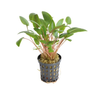 Cryptocoryne wendtii Green