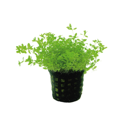 Micranthemum micranthemoides – Potted