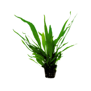 Microsorum pteropus – Potted