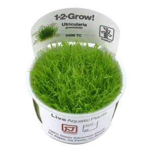 Utricularia Graminifolia 1-2-Grow! 1