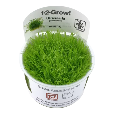 Utricularia Graminifolia 1-2-Grow! 1