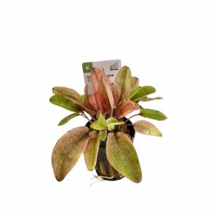 Cryptocoryne 'Flamingo'