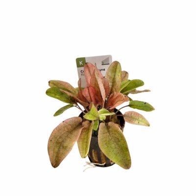 Cryptocoryne 'Flamingo'