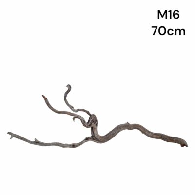 Manzanita