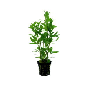 Hygrophila polysperma – Potted