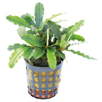 Bucephalandra Theia Green – Potted