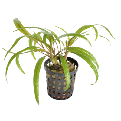 Cryptocoryne balansae – Potted