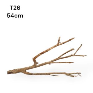 talawa wood m16