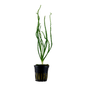 Crinum calamistratum – Potted