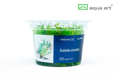 Gratiola viscidula – AquaArt Invitro