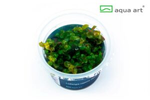 Ludwigia repens ‘Mesakana’ – Aqua Art Invitro