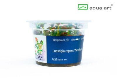 Ludwigia repens ‘Mesakana’ – Aqua Art Invitro