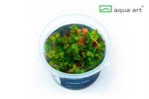 Ludwigia ovalis – AquaArt Invitro