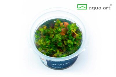 Ludwigia ovalis – AquaArt Invitro