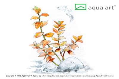 Ludwigia ovalis – AquaArt Invitro