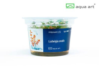 Ludwigia ovalis – AquaArt Invitro