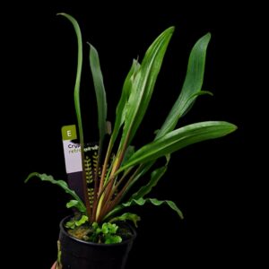 Cryptocoryne retrospiralis – Potted