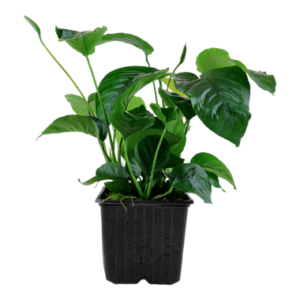 Anubias barteri caladiifolia – Mother Plant 1