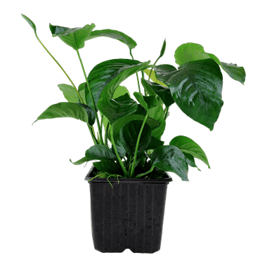 Anubias barteri caladiifolia – Mother Plant 1