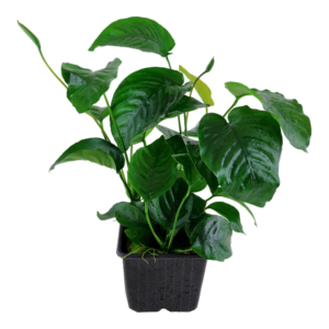 Anubias barteri caladiifolia – Mother Plant 3