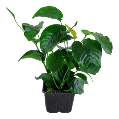 Anubias barteri caladiifolia – Mother Plant 3