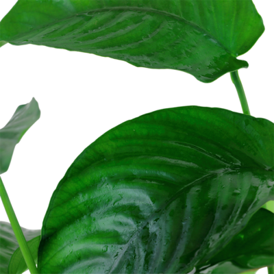 Anubias barteri caladiifolia – Mother Plant 4