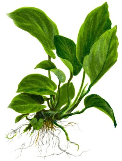 Anubias barteri caladiifolia – Mother Plant 2