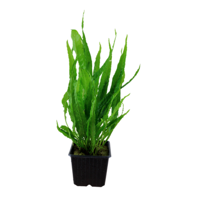 Microsorum pteropus – Mother Plant xl