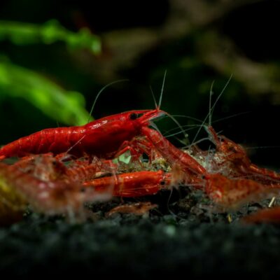 Neocaridina davidi Red Fire Shrimp