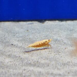 Neocaridina Sunkist Gold Powder Shrimp