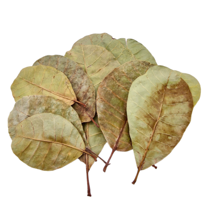 Aquarium Botanicals – Cashew Leaves x10 1