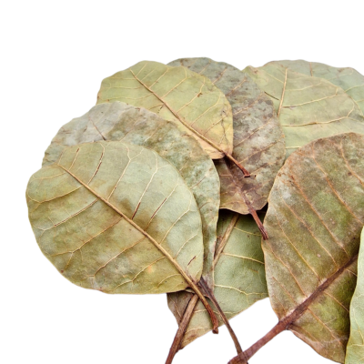 Aquarium Botanicals – Cashew Leaves x10 3