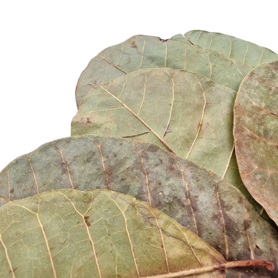 Aquarium Botanicals – Cashew Leaves x10 2