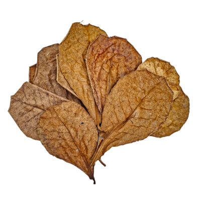 Aquarium Botanicals – Catappa Leaves x10 1