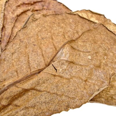 Aquarium Botanicals – Catappa Leaves x10 2