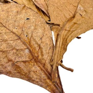 Aquarium Botanicals – Catappa Leaves x10 3