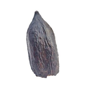 Cocoa Pod 2