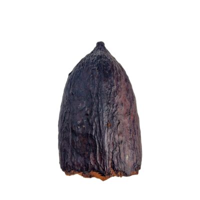 Cocoa Pod 3