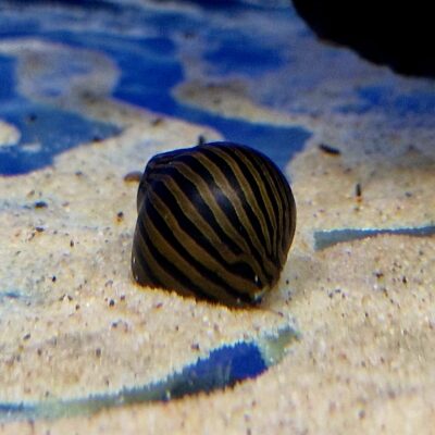 Zebra Nerite Snail