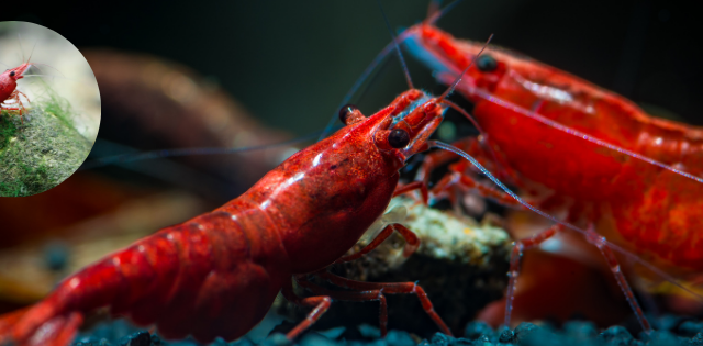 Red Cherry Shrimp