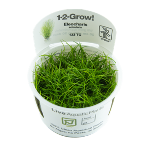 Eleocharis acicularis 1.2.Grow! 1