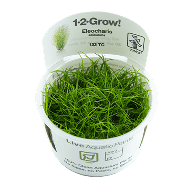 Eleocharis acicularis 1.2.Grow! 1