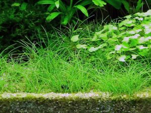 Eleocharis acicularis 1.2.Grow! 3