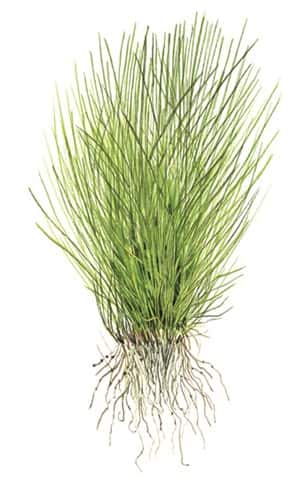 Eleocharis acicularis 1.2.Grow! 4