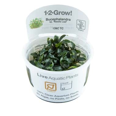 Bucephalandra sp ‘Needle Leaf’ 1.2.Grow! 1