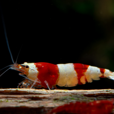 Caridina cantonensis Crystal Bee Shrimp